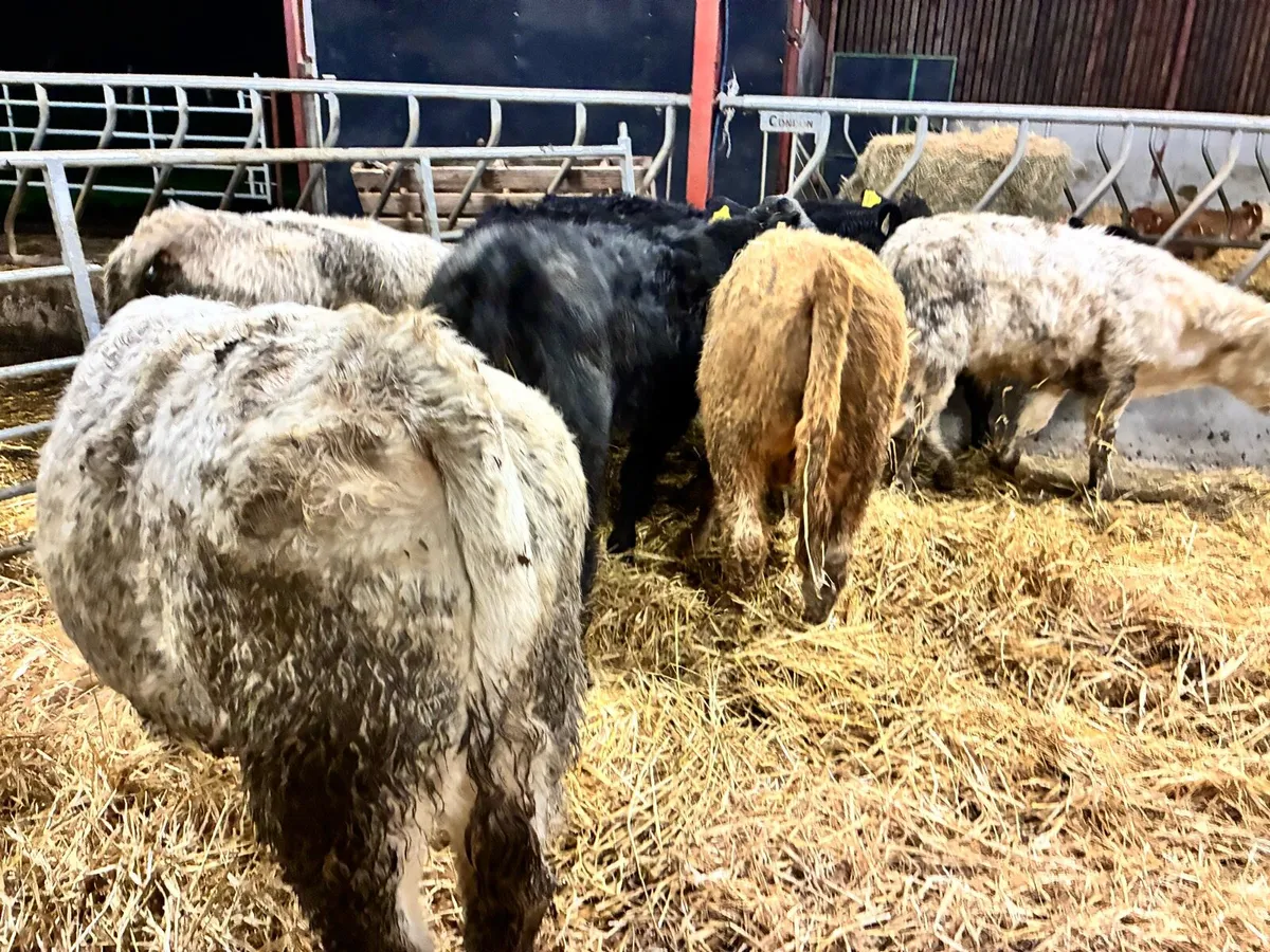 8 lovely Charlaois and limousine bullocks - Image 1