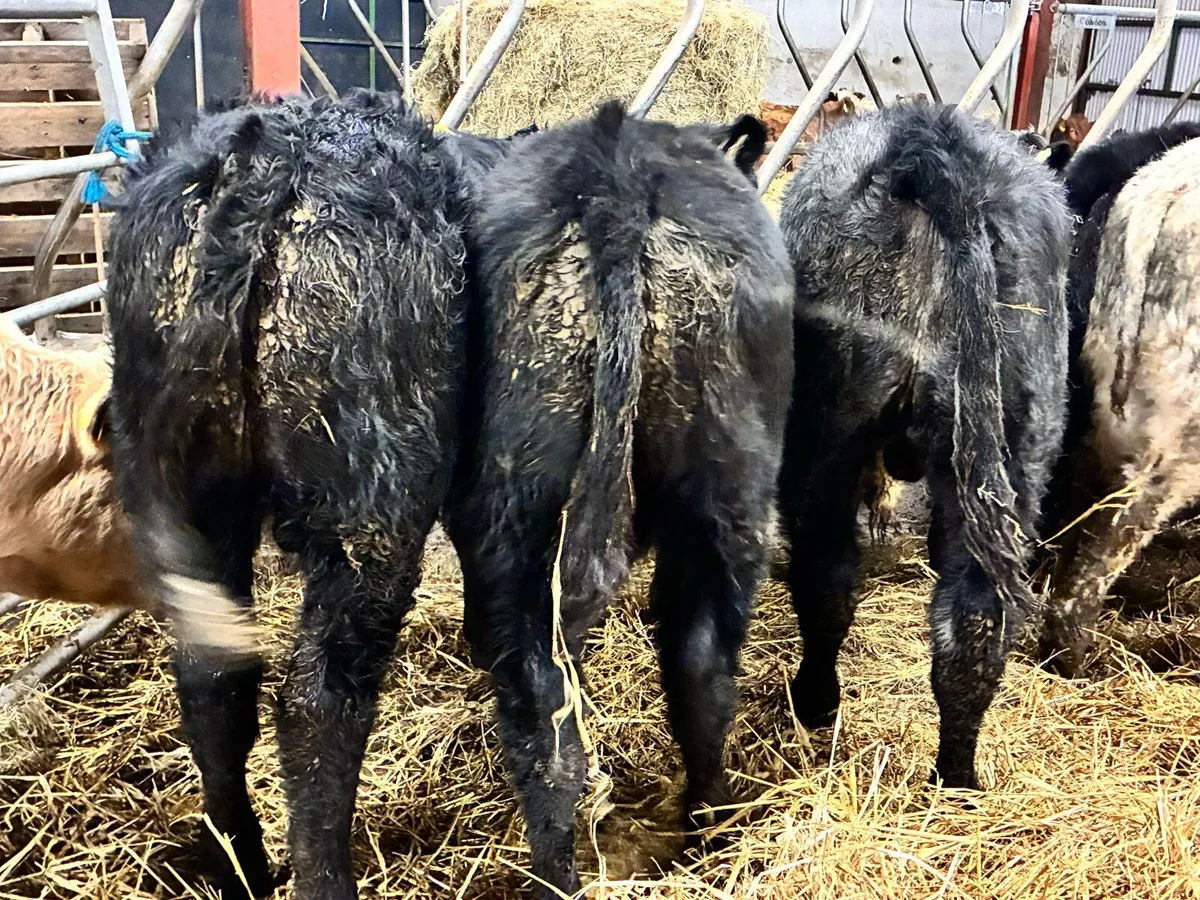 8 lovely Charlaois and limousine bullocks - Image 2