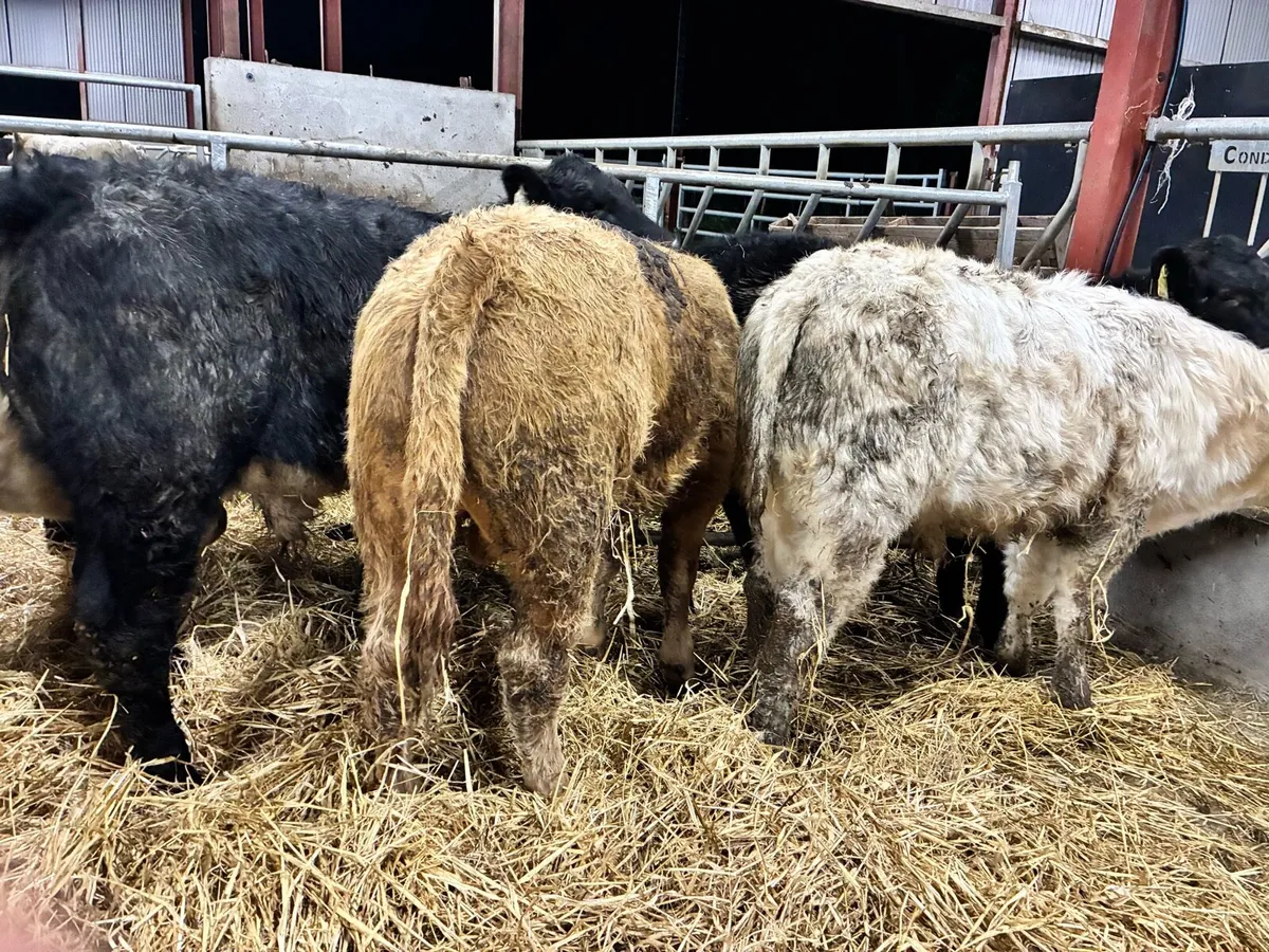 8 lovely Charlaois and limousine bullocks - Image 3