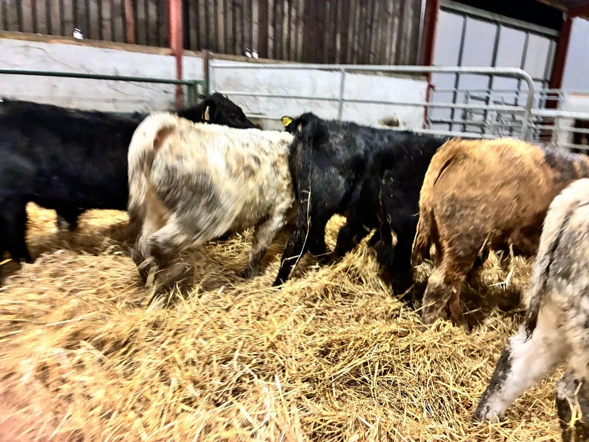 8 lovely Charlaois and limousine bullocks - Image 4