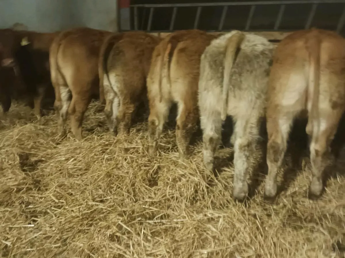 10 Top quality  lmx  Heifer's for sale - Image 1