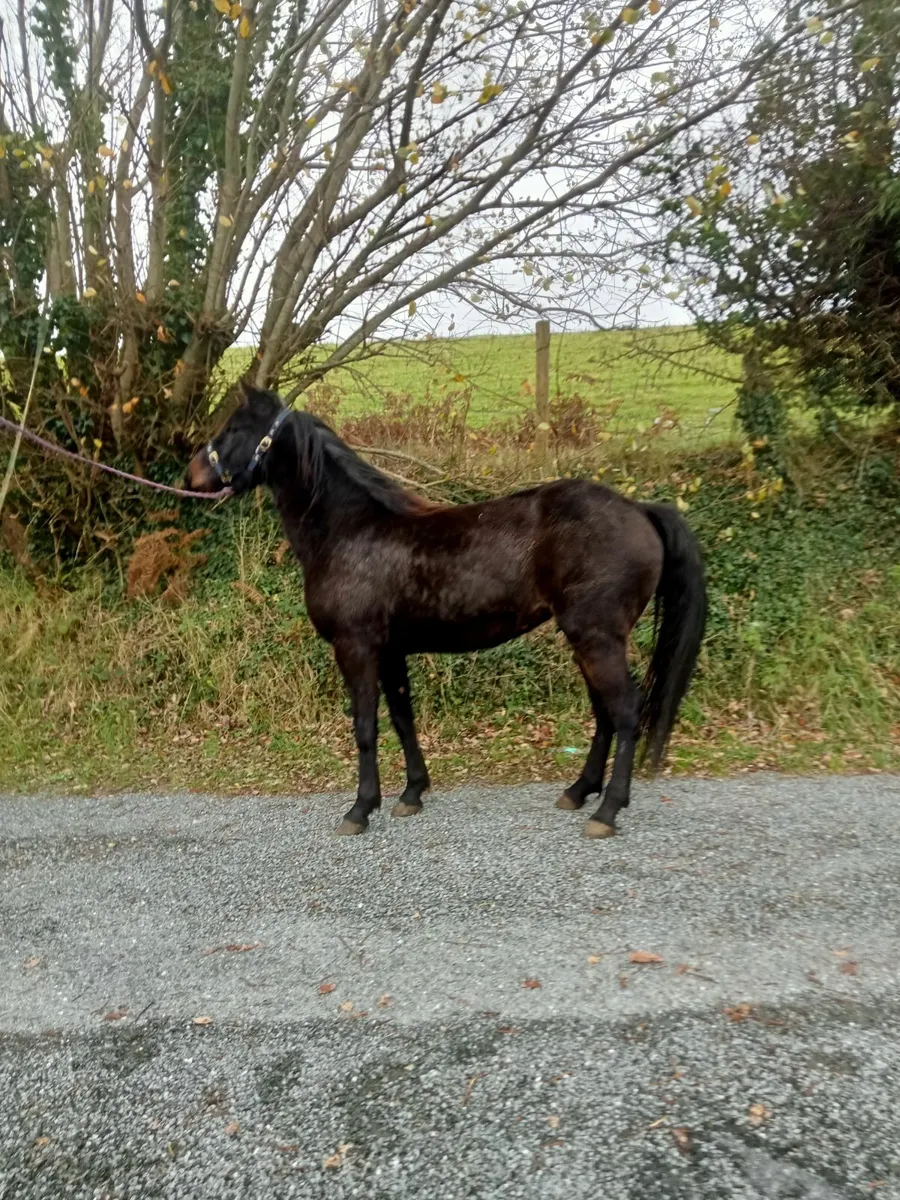 3 yr old connemara filly - Image 1