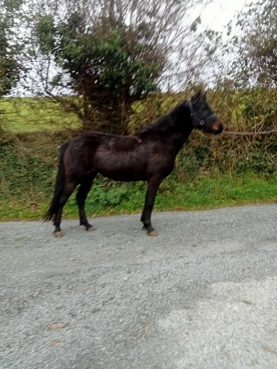 3 yr old connemara filly - Image 2