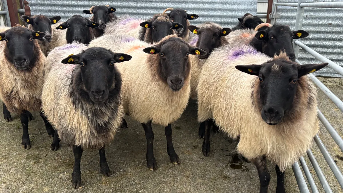 12 Suffolk Breeding Ewes - Image 1