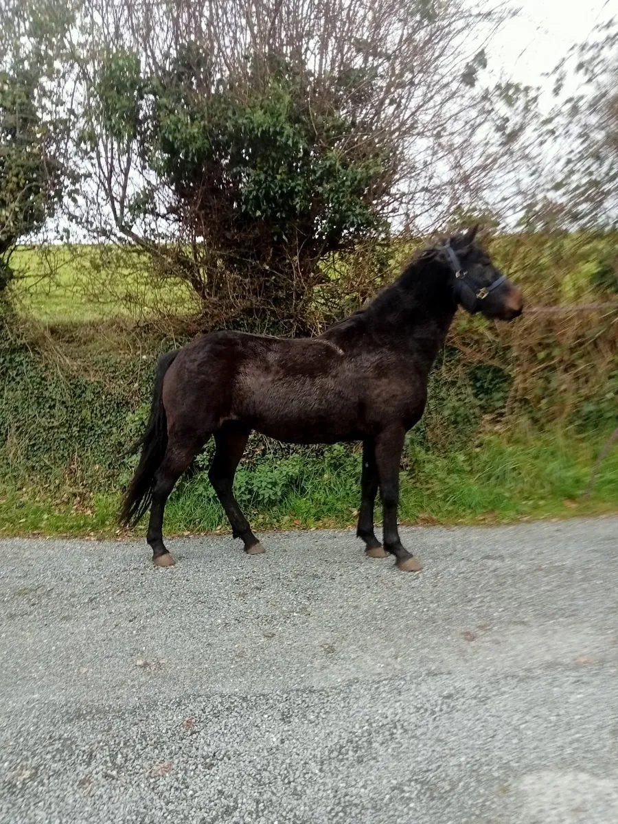 3 yr old connemara filly - Image 3