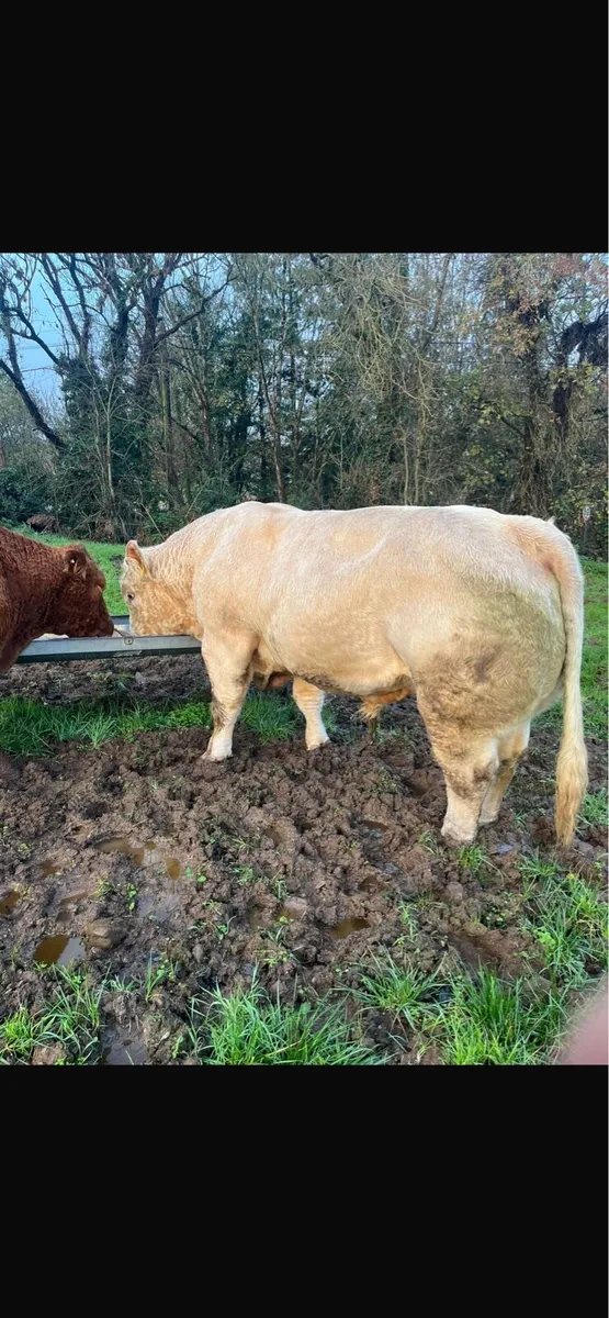 5 year old Charolais bull - Image 1