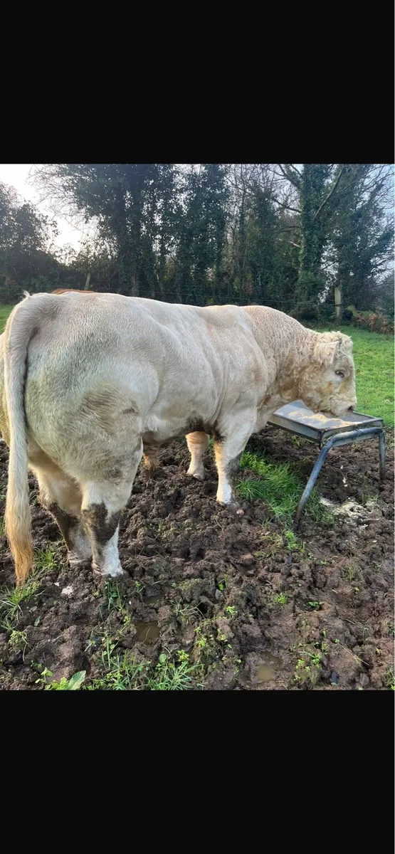 5 year old Charolais bull - Image 2