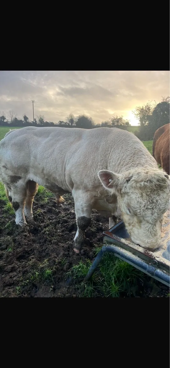 5 year old Charolais bull - Image 3