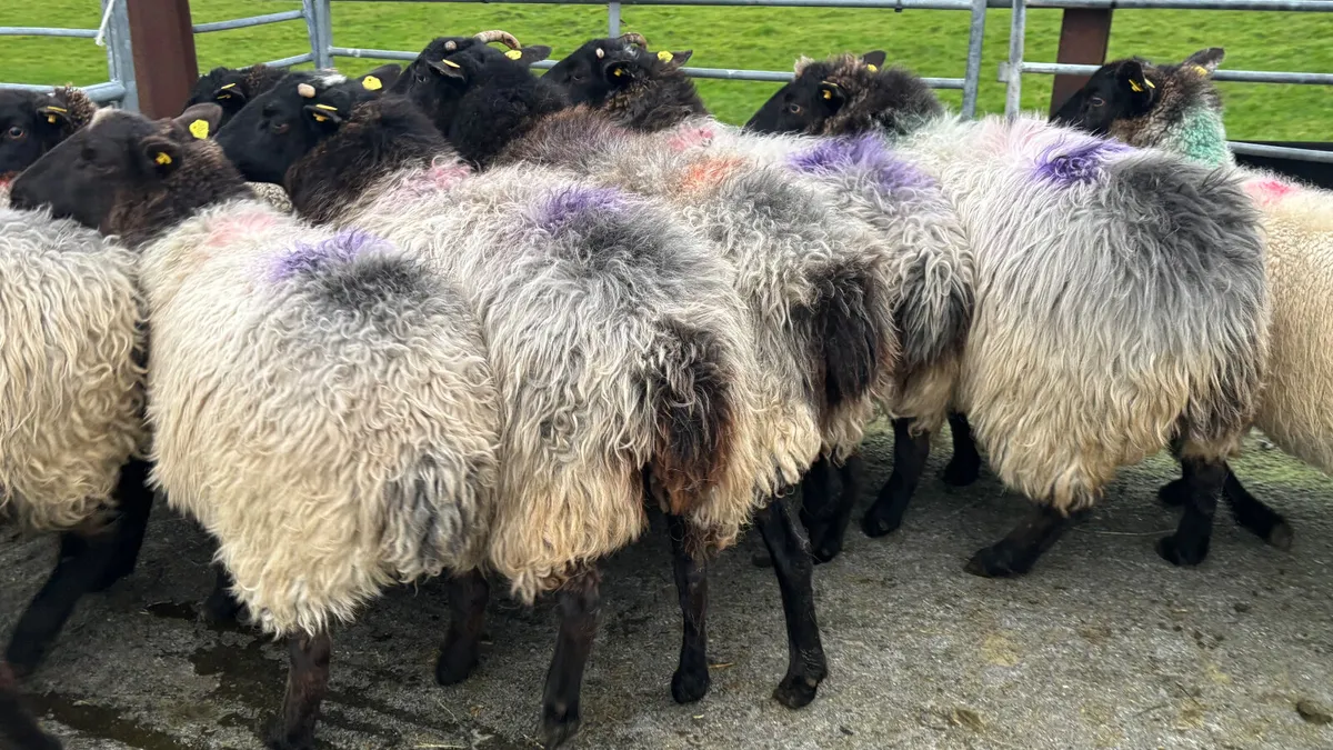 12 Suffolk Breeding Ewes - Image 4
