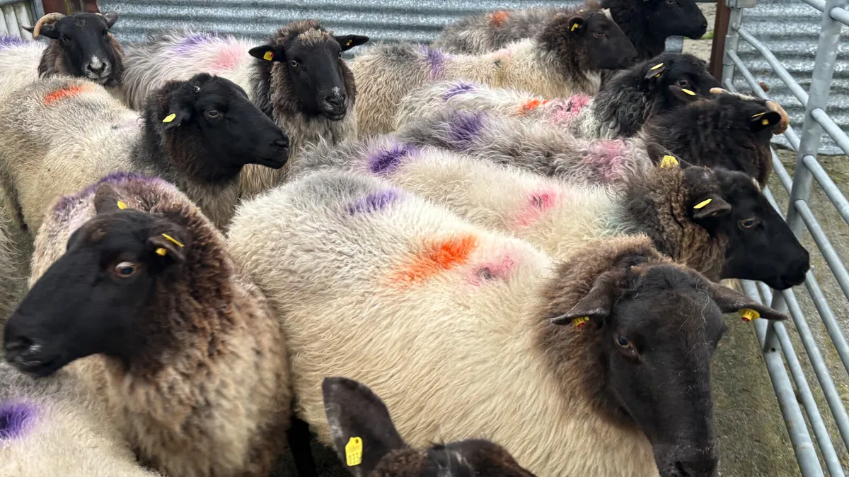 12 Suffolk Breeding Ewes - Image 2