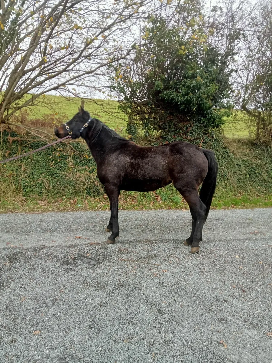 3 yr old connemara filly - Image 4