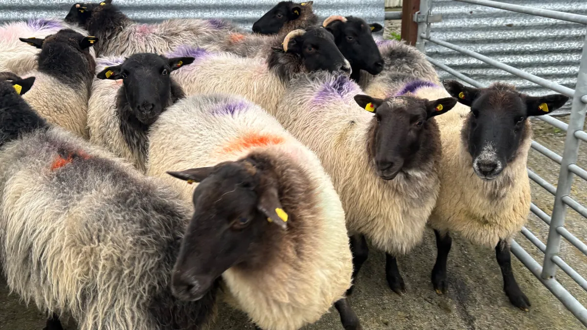 12 Suffolk Breeding Ewes - Image 3