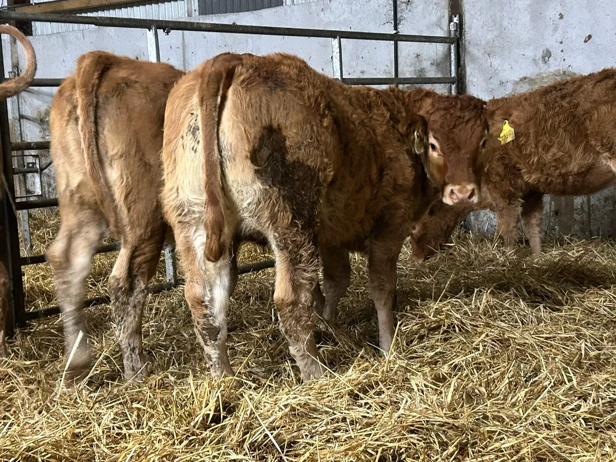 4 suckler breed heifer weanlings - Image 3