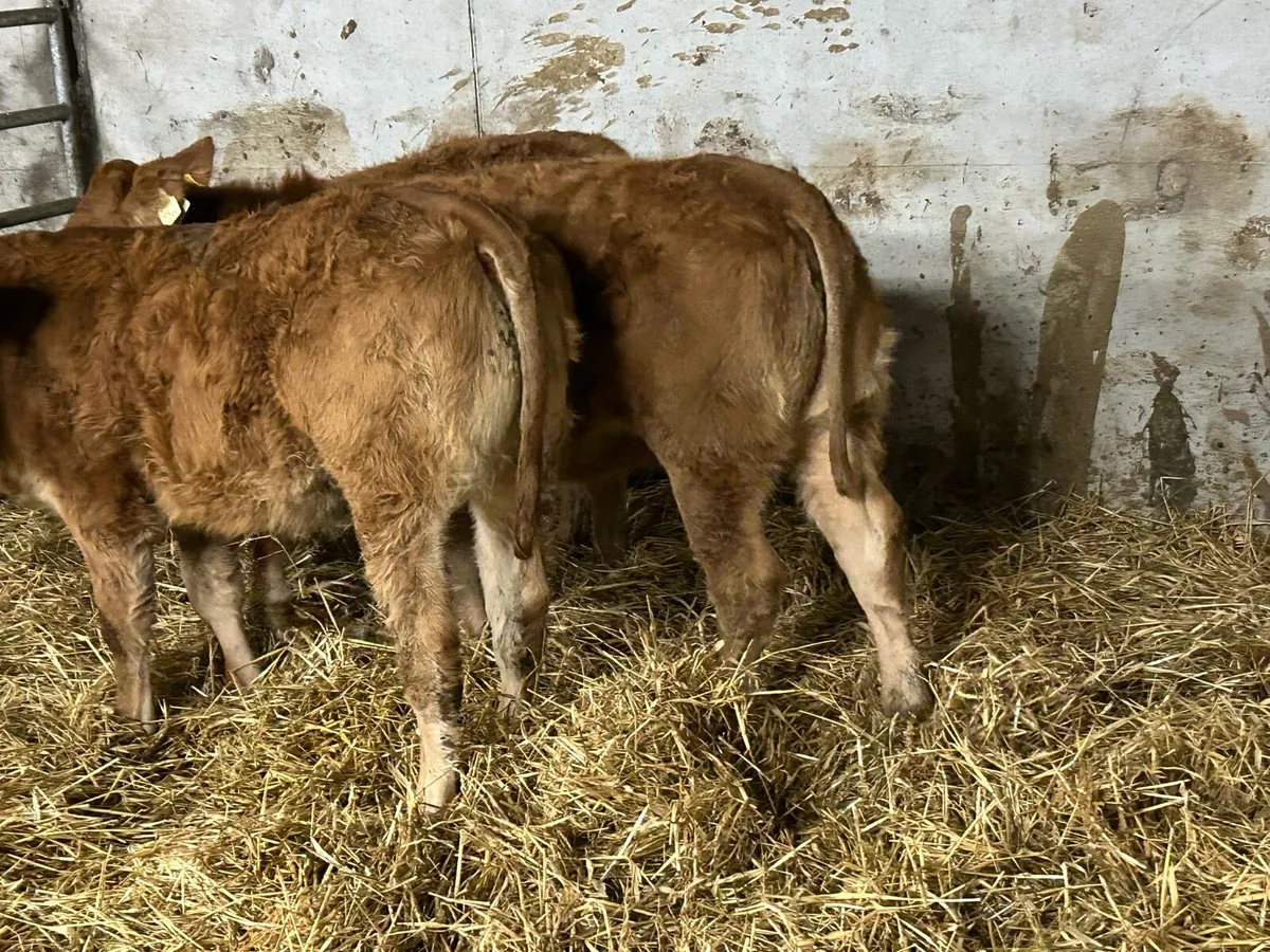 4 suckler breed heifer weanlings - Image 4