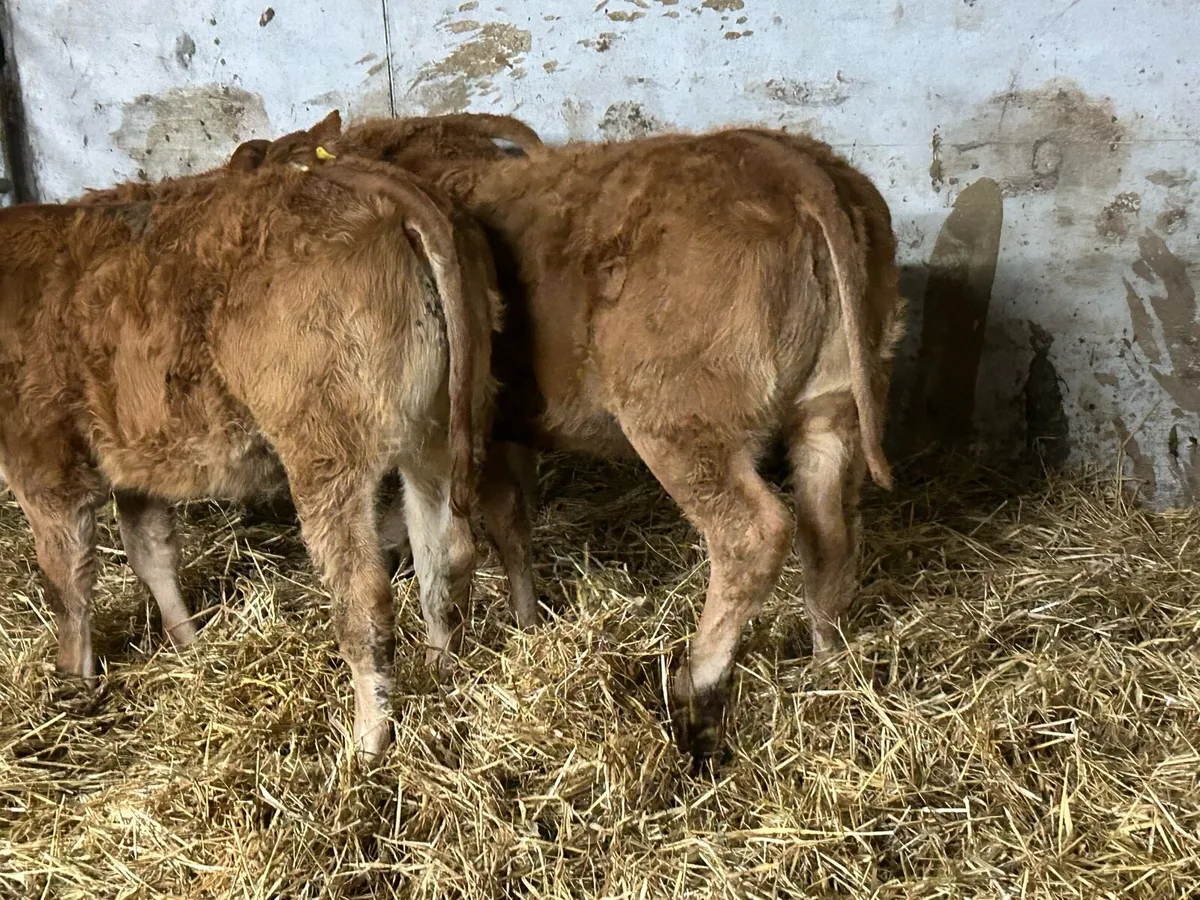 4 suckler breed heifer weanlings - Image 1