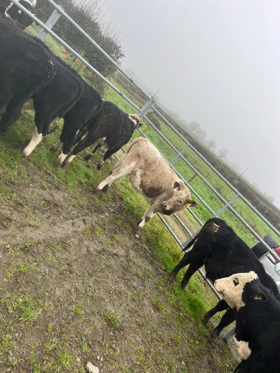 Friesan Bull weanlings - Image 3