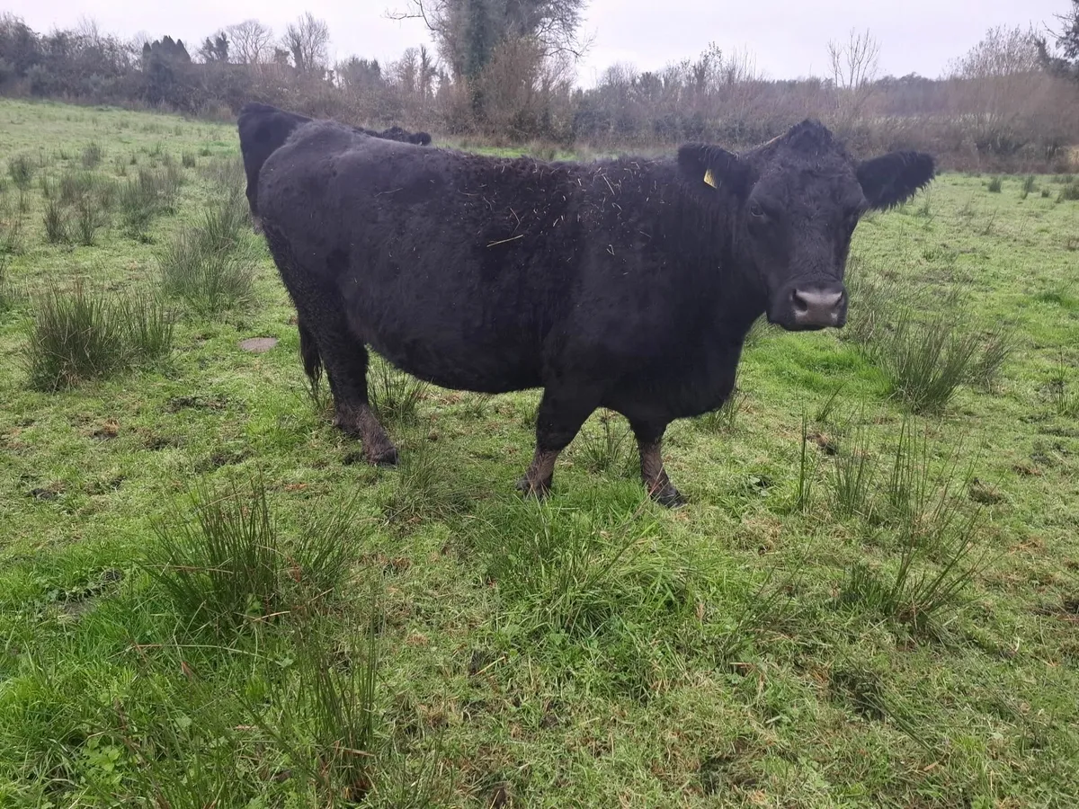 PEDIGREE REGISTERED COW'S - Image 2