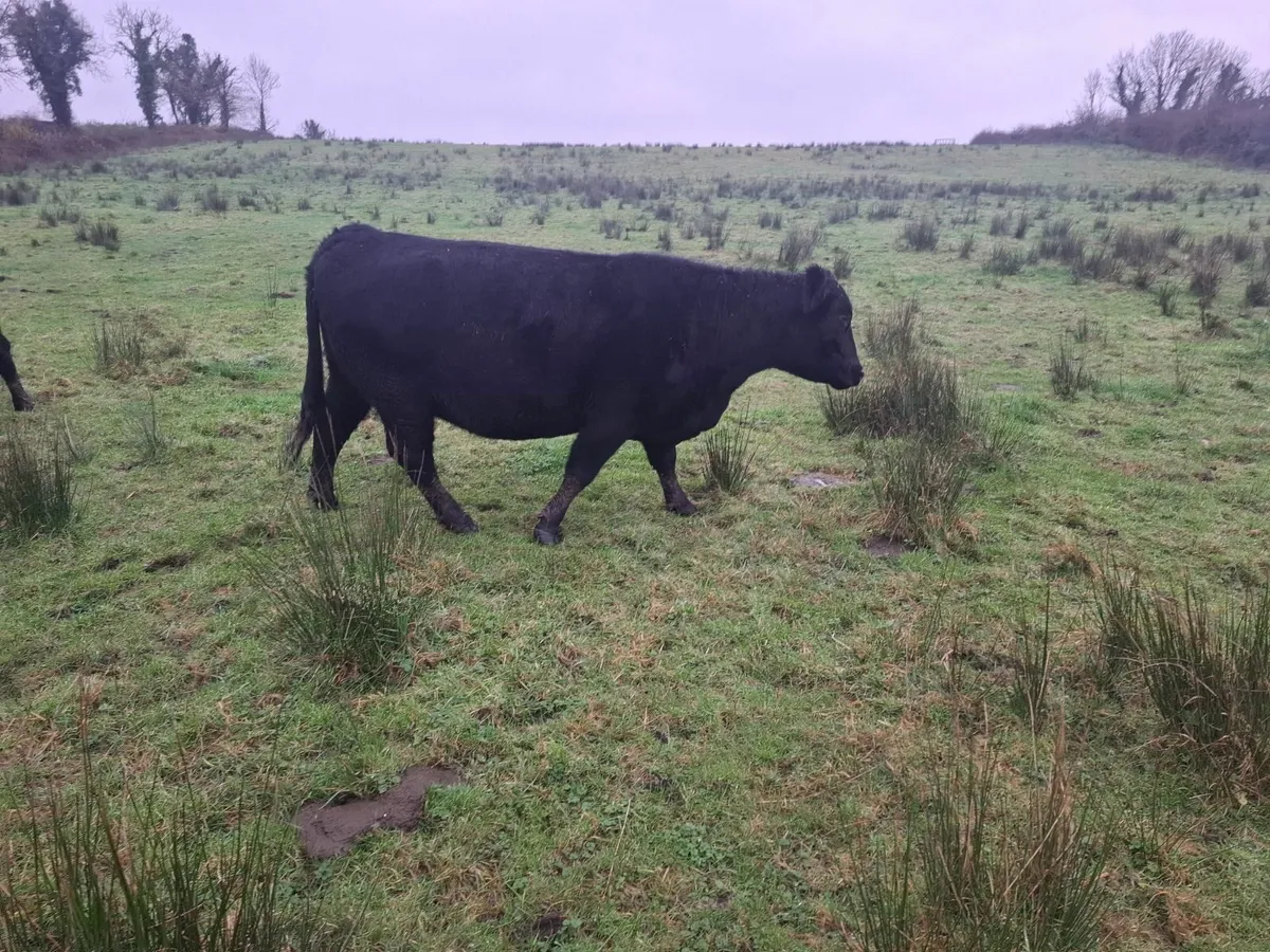 PEDIGREE REGISTERED COW'S - Image 3