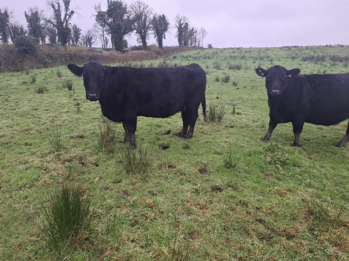 PEDIGREE REGISTERED COW'S - Image 4