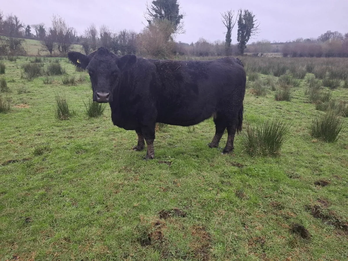 PEDIGREE REGISTERED COW'S - Image 1