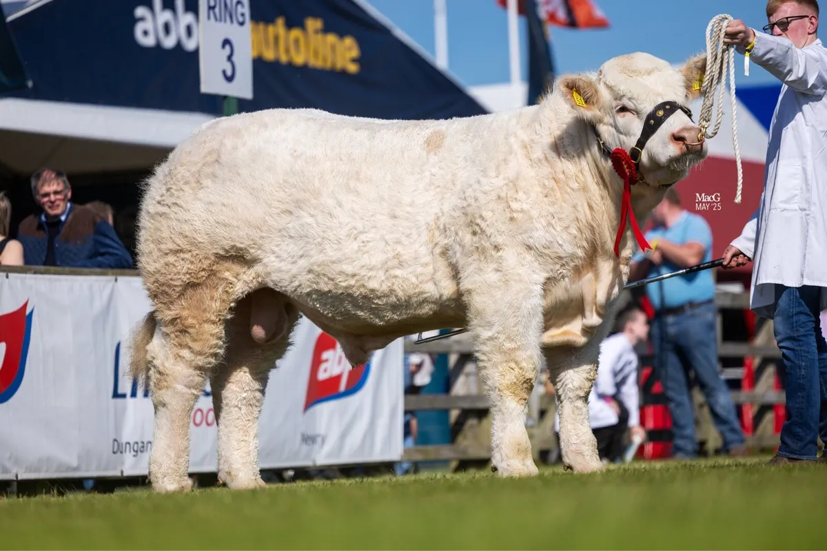 Pedigree Charolais bull - Image 1