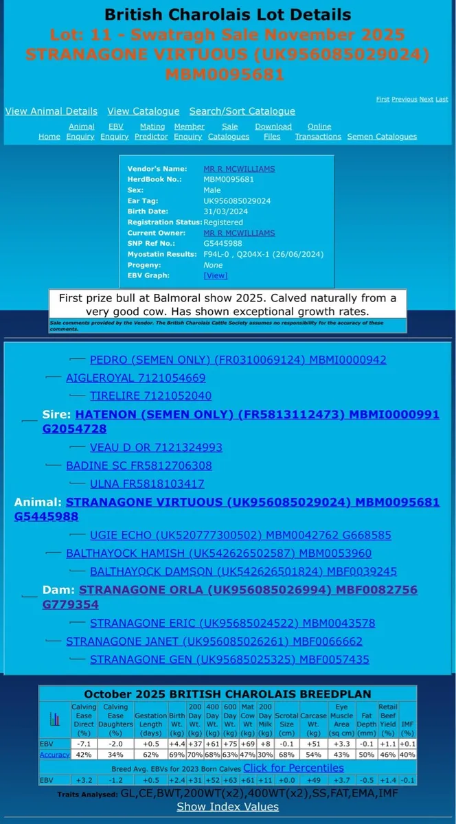 Pedigree Charolais bull - Image 2
