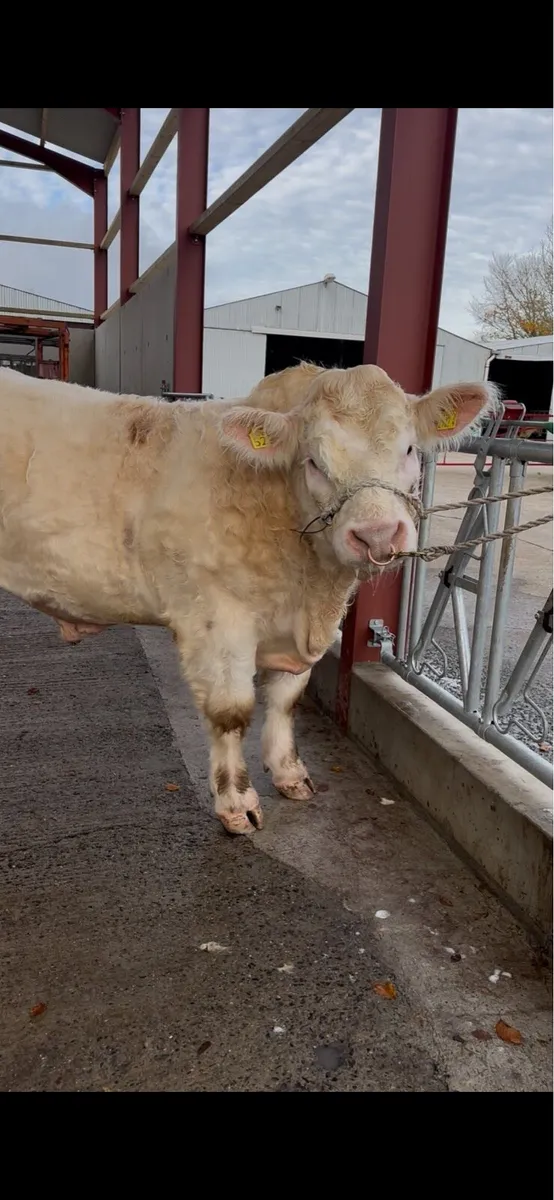 Pedigree Charolais bull - Image 3