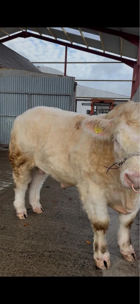 Pedigree Charolais bull - Image 4