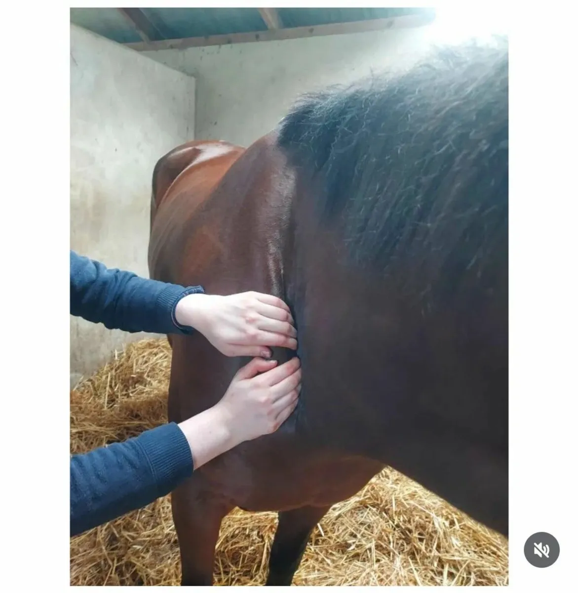 Equine Massage Therapist - Image 2