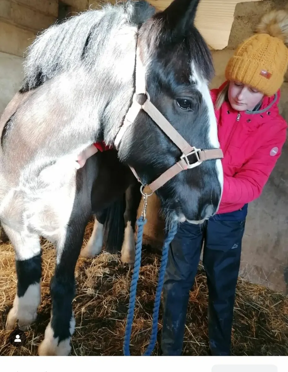 Equine Massage Therapist - Image 4