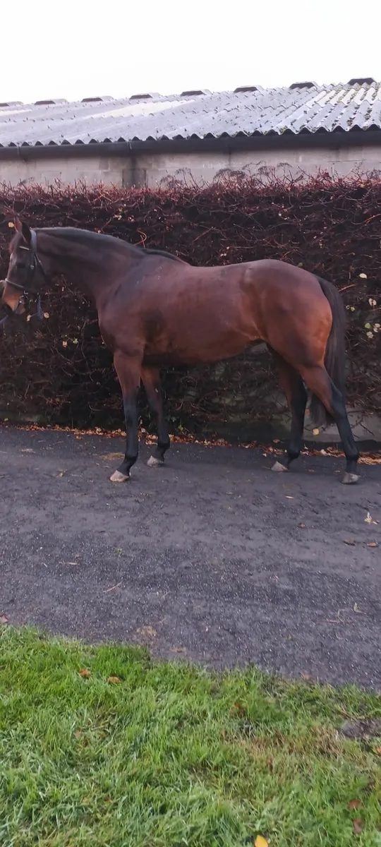 Thoroughbred broodmare - Image 1