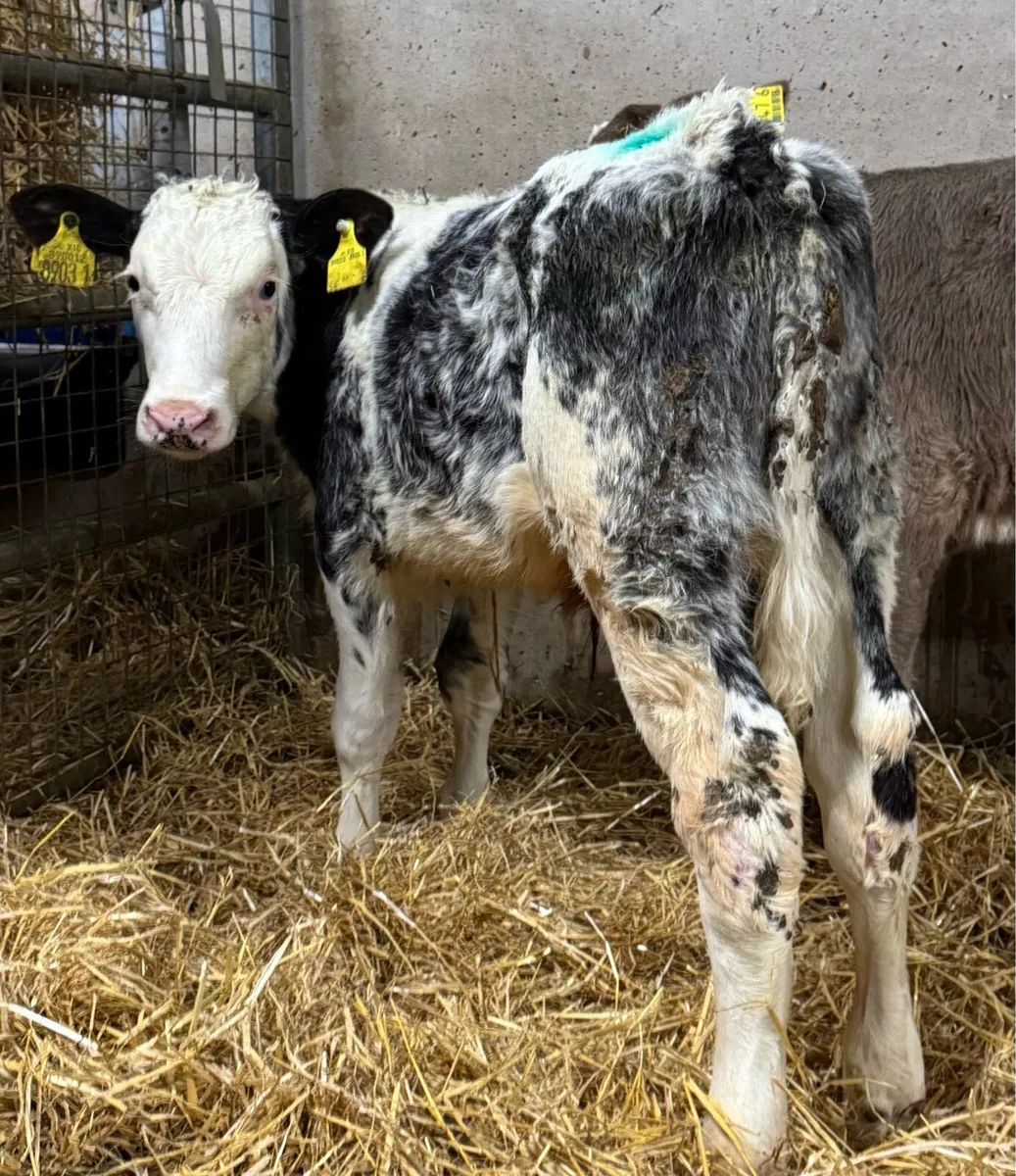 Charolais & Blue Bulls - Image 1
