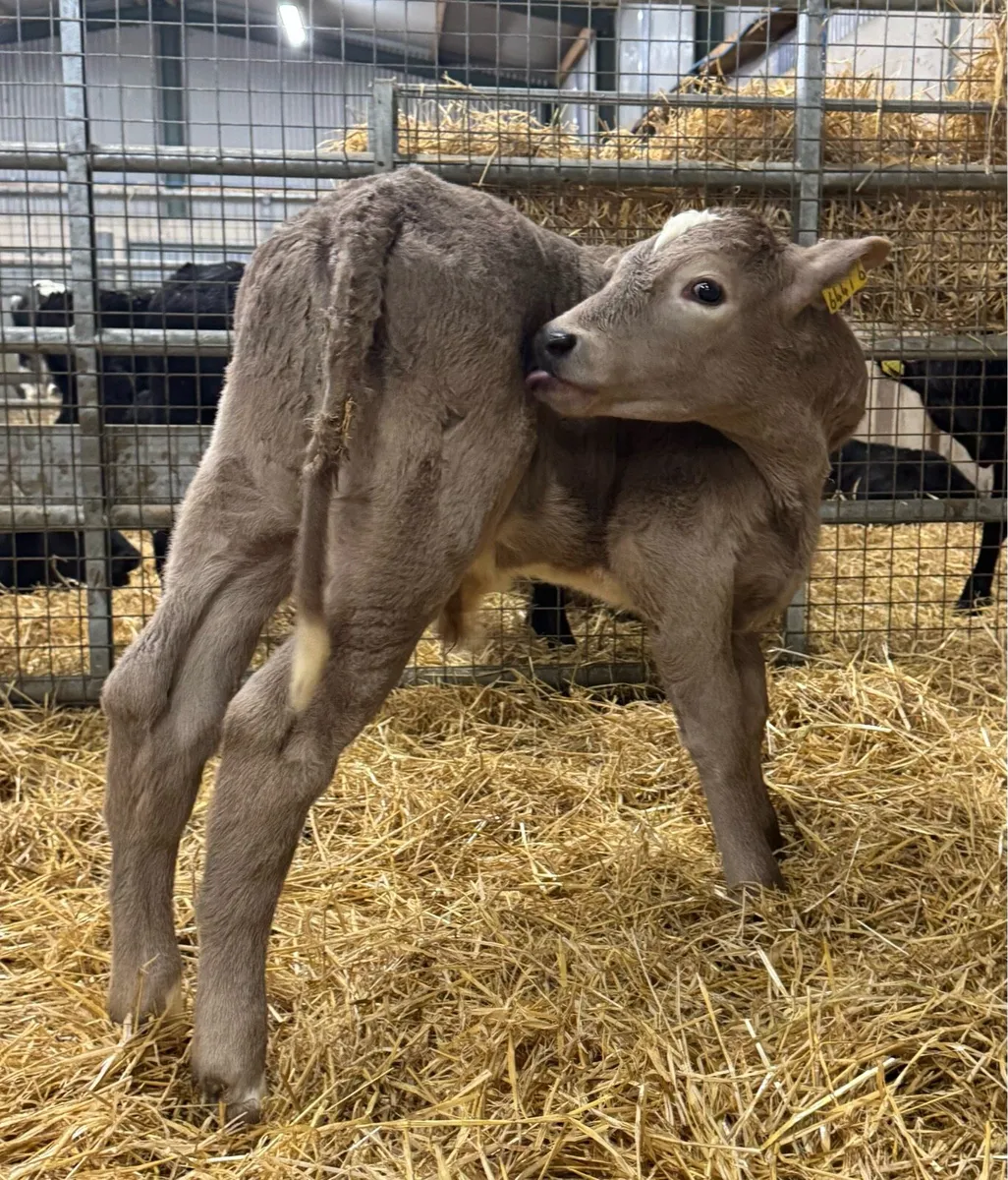 Charolais & Blue Bulls - Image 2