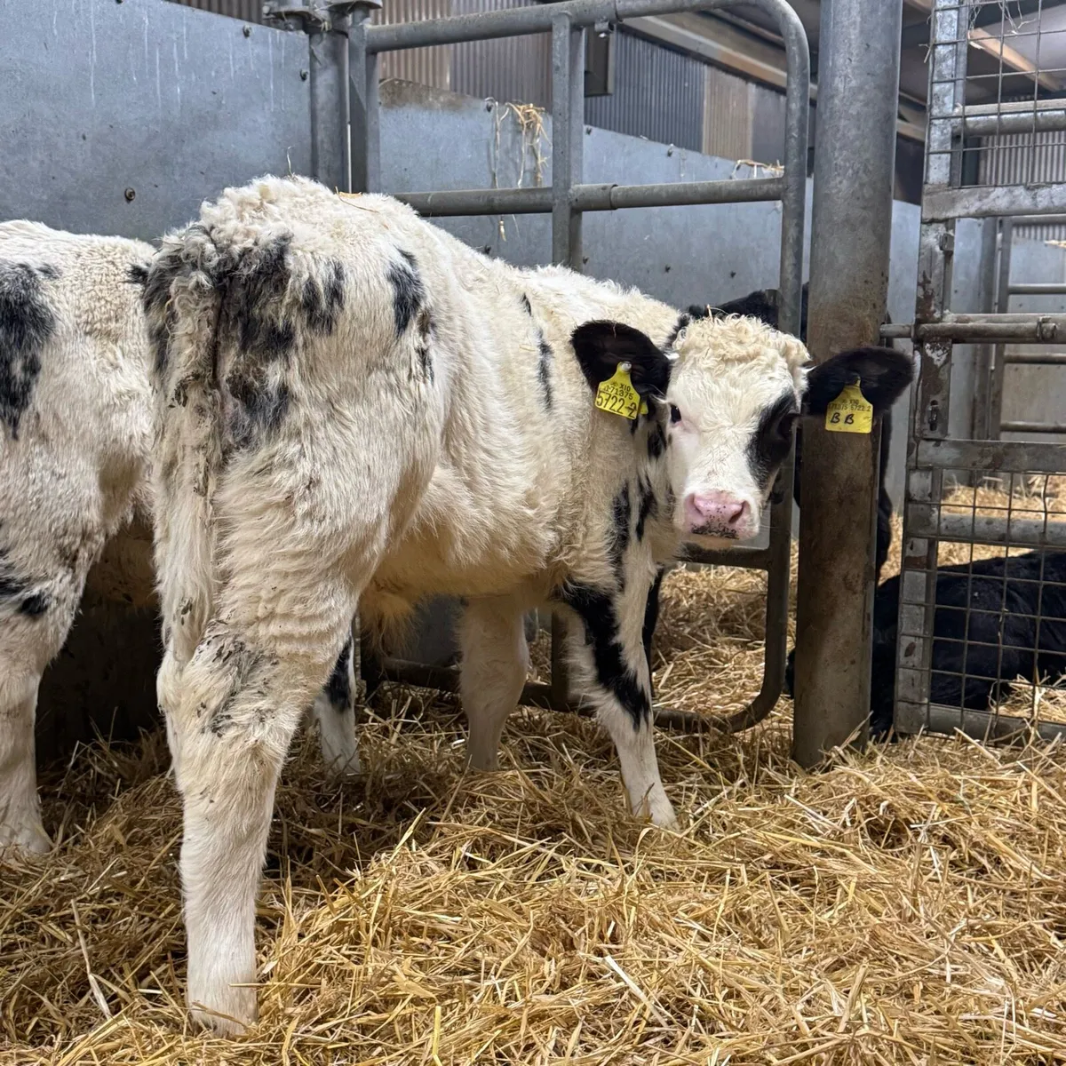 Charolais & Blue Bulls - Image 3