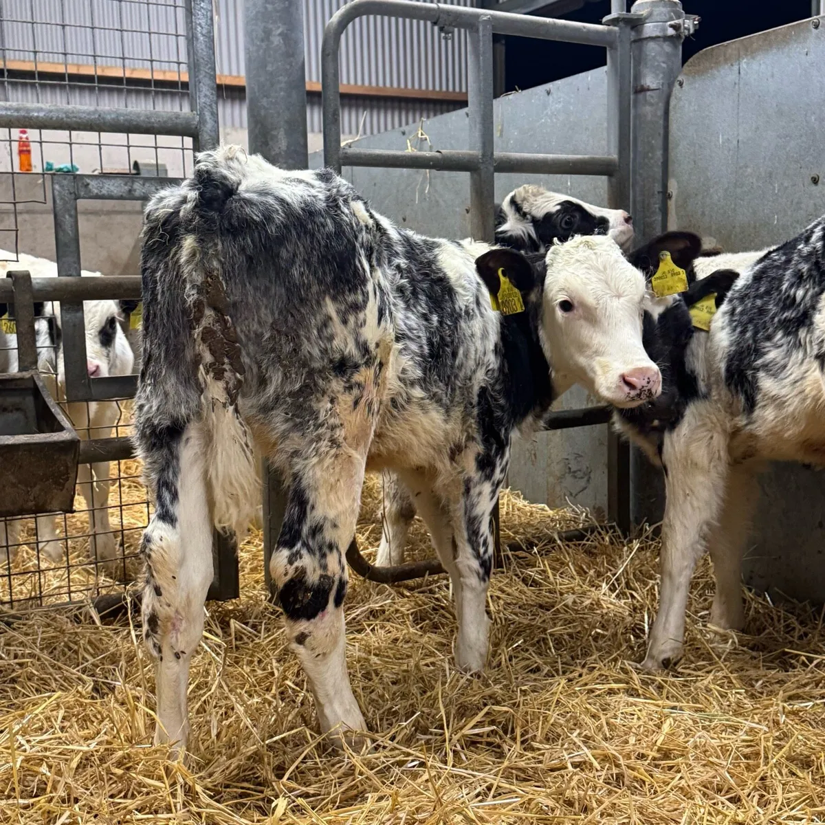 Charolais & Blue Bulls - Image 4