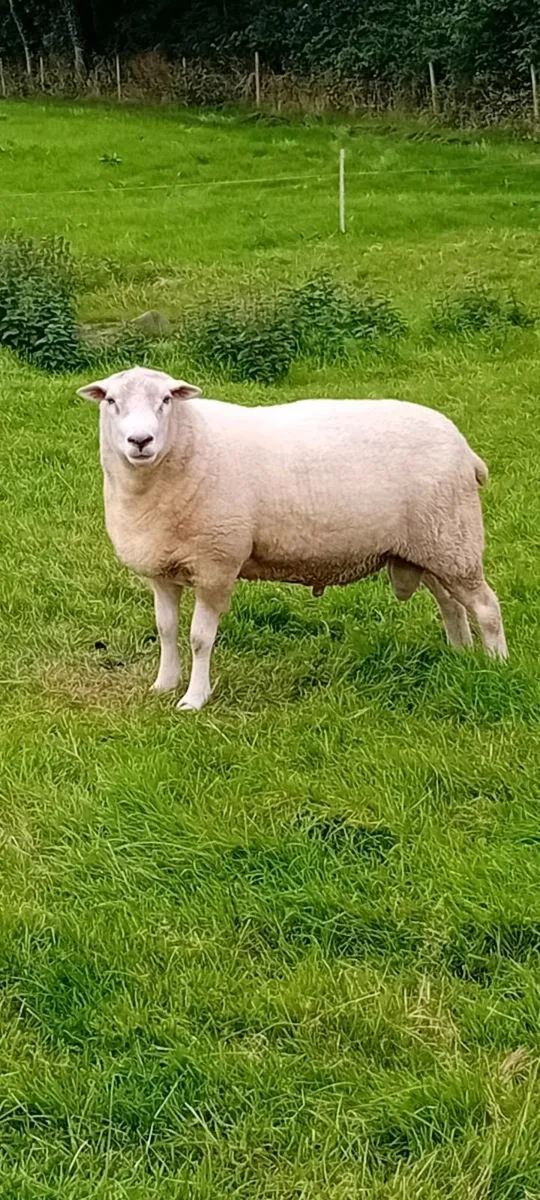 Highlander ram - Image 1