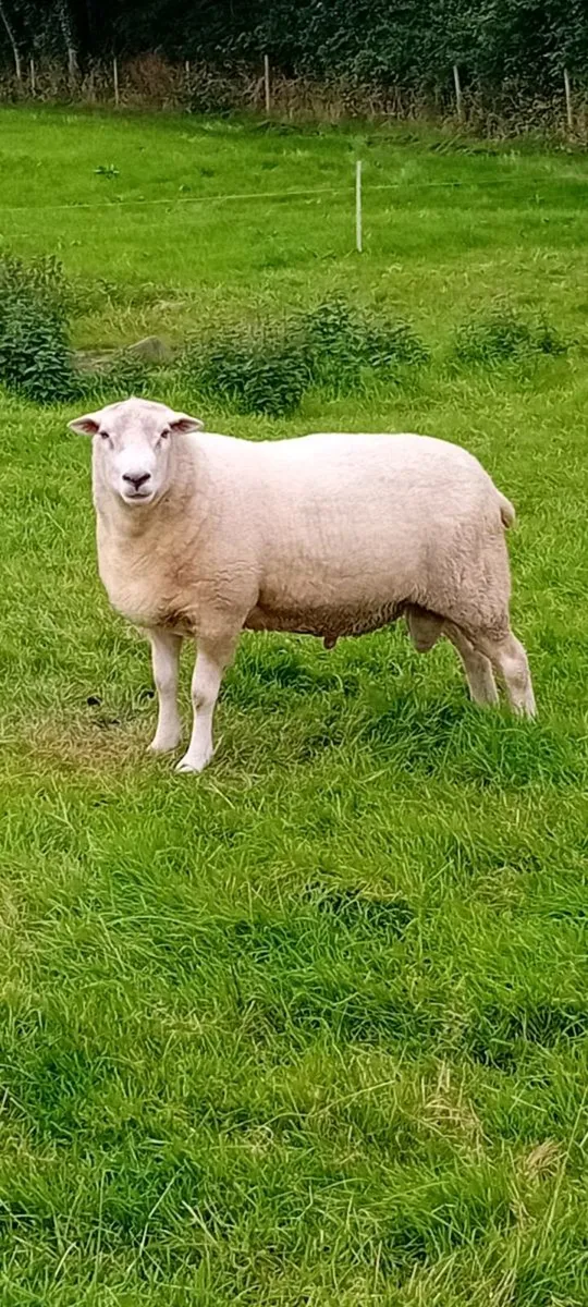 Highlander ram - Image 2