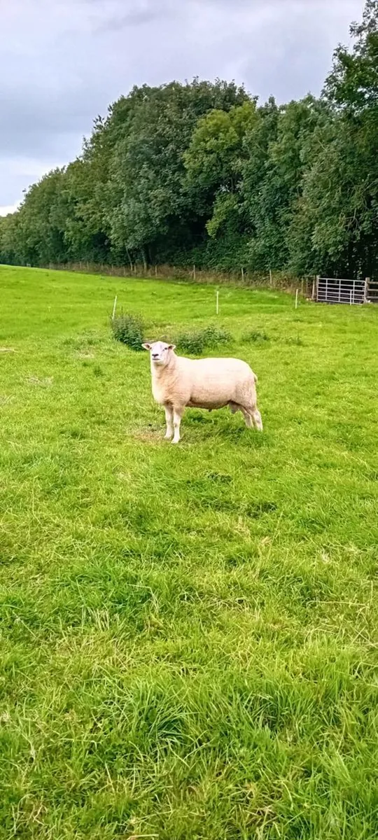 Highlander ram - Image 3