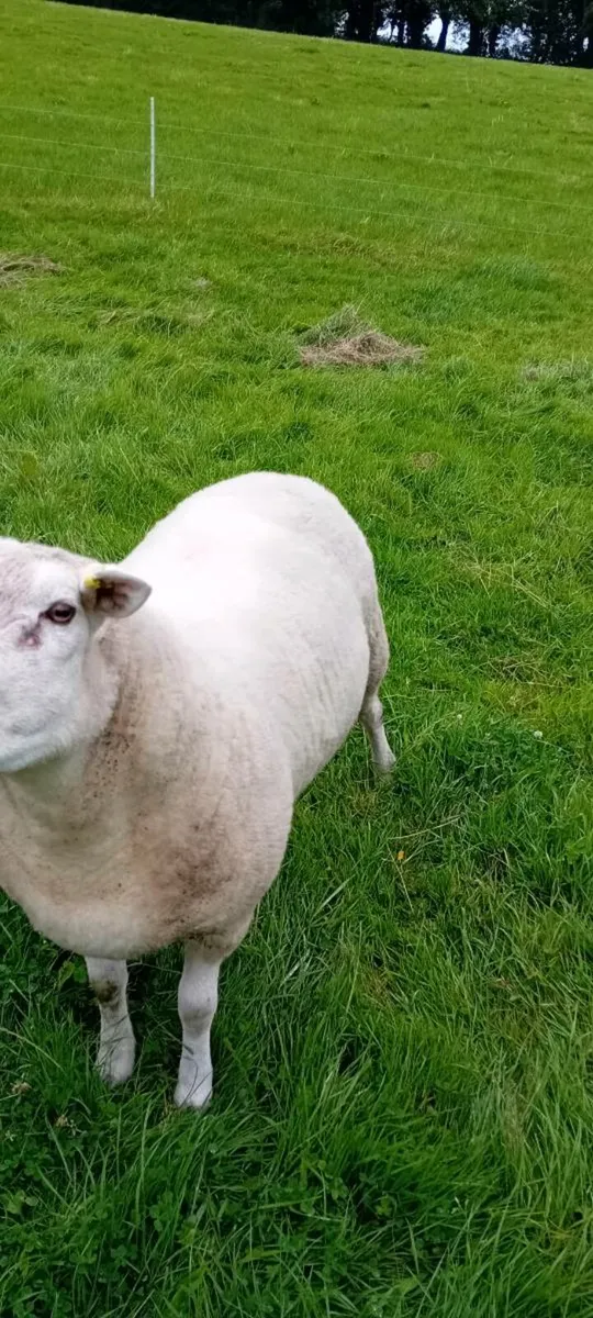 Highlander ram - Image 4