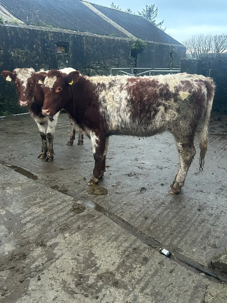 2 Roan Shorthorn Heifers - Image 1