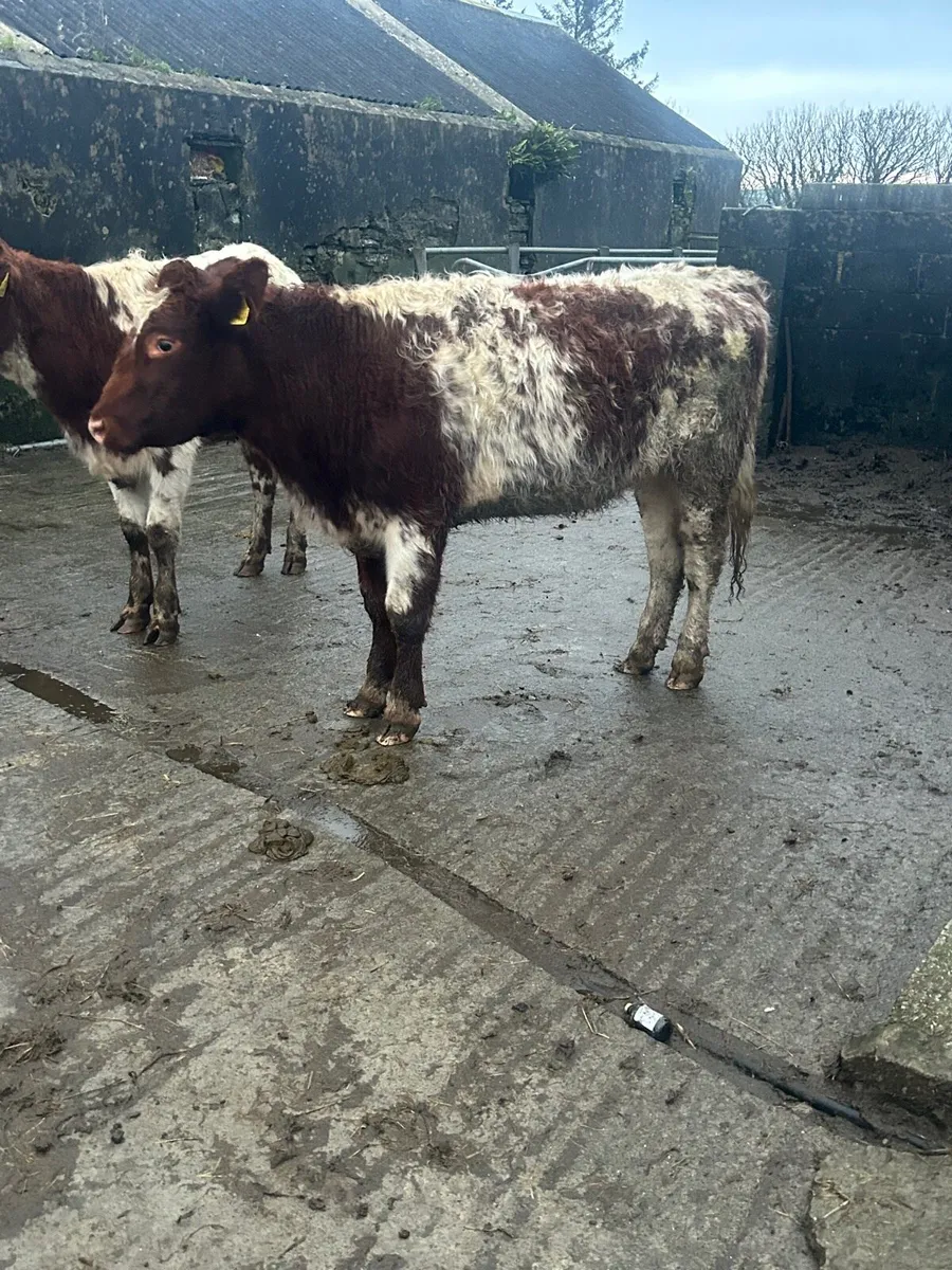 2 Roan Shorthorn Heifers - Image 2
