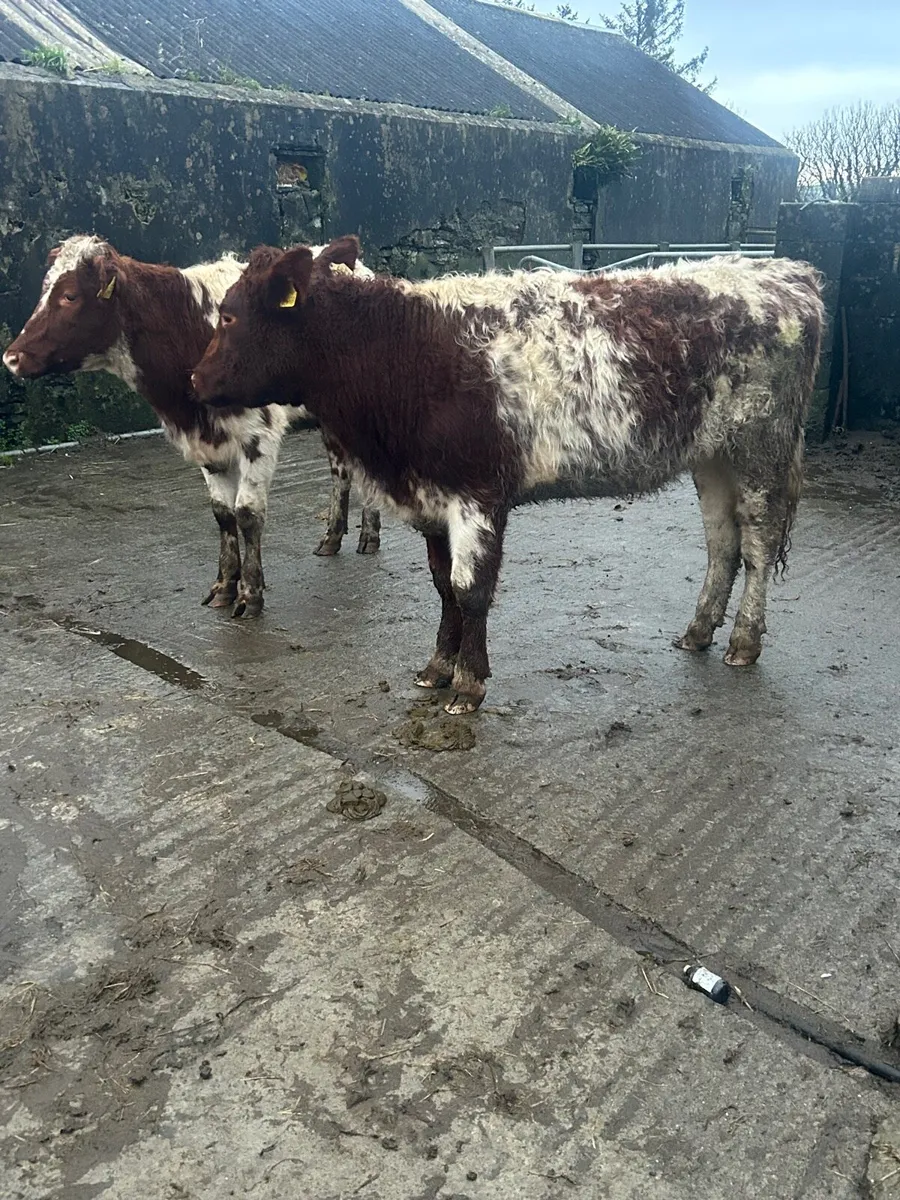 2 Roan Shorthorn Heifers - Image 3