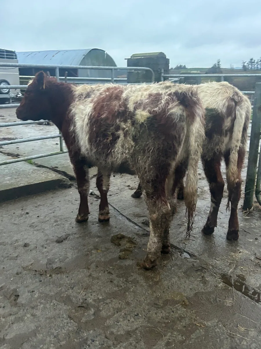 2 Roan Shorthorn Heifers - Image 4