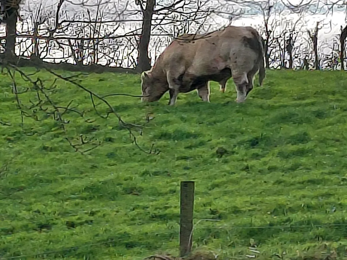 Pedigree charolais bull - Image 1