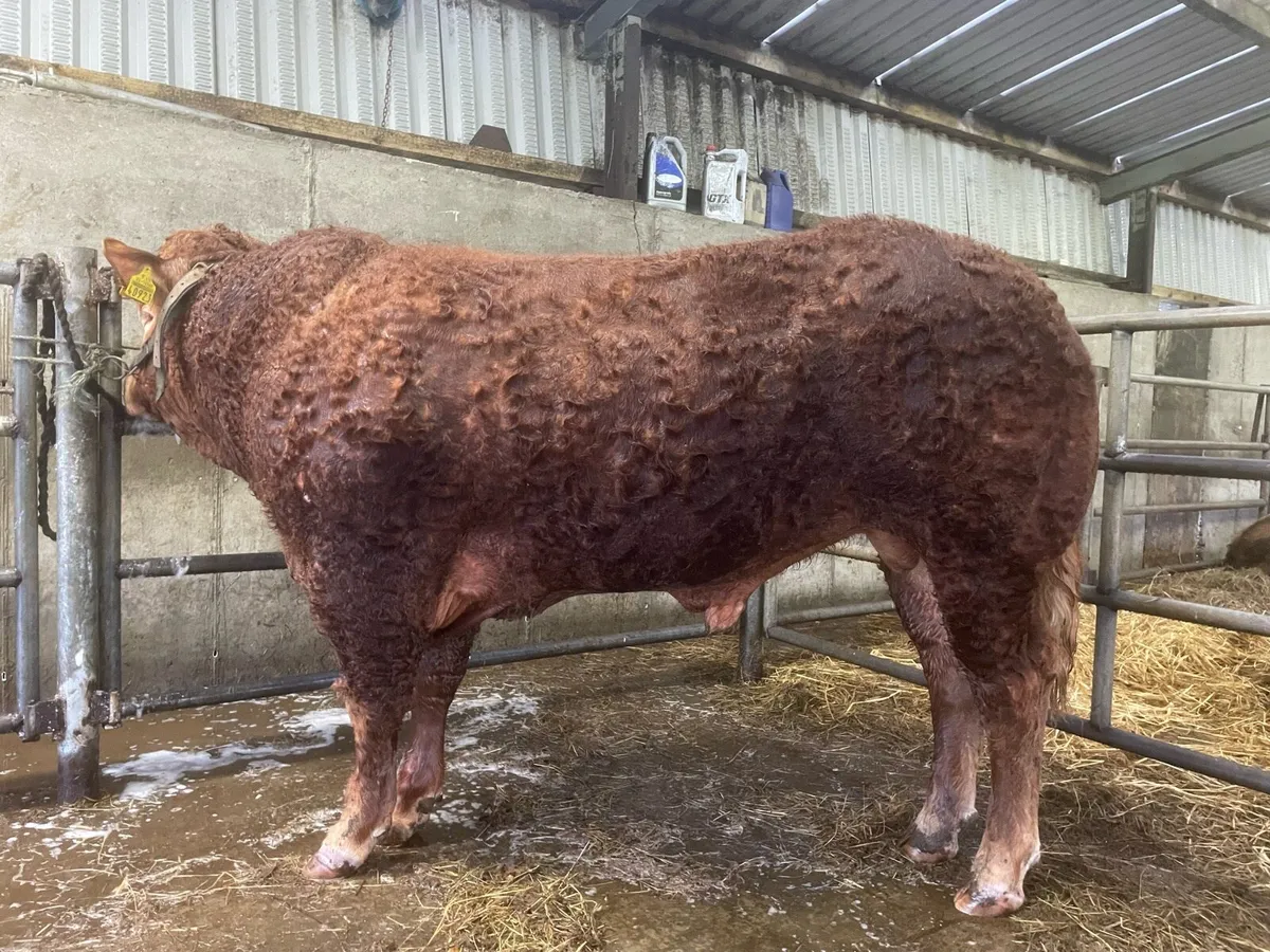 Easy Calving Limousin Bull - Image 1