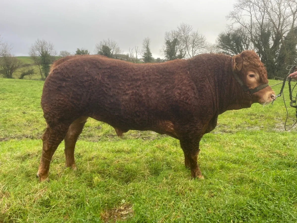 Easy Calving Limousin Bull - Image 2
