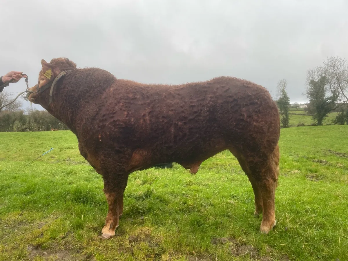 Easy Calving Limousin Bull - Image 3