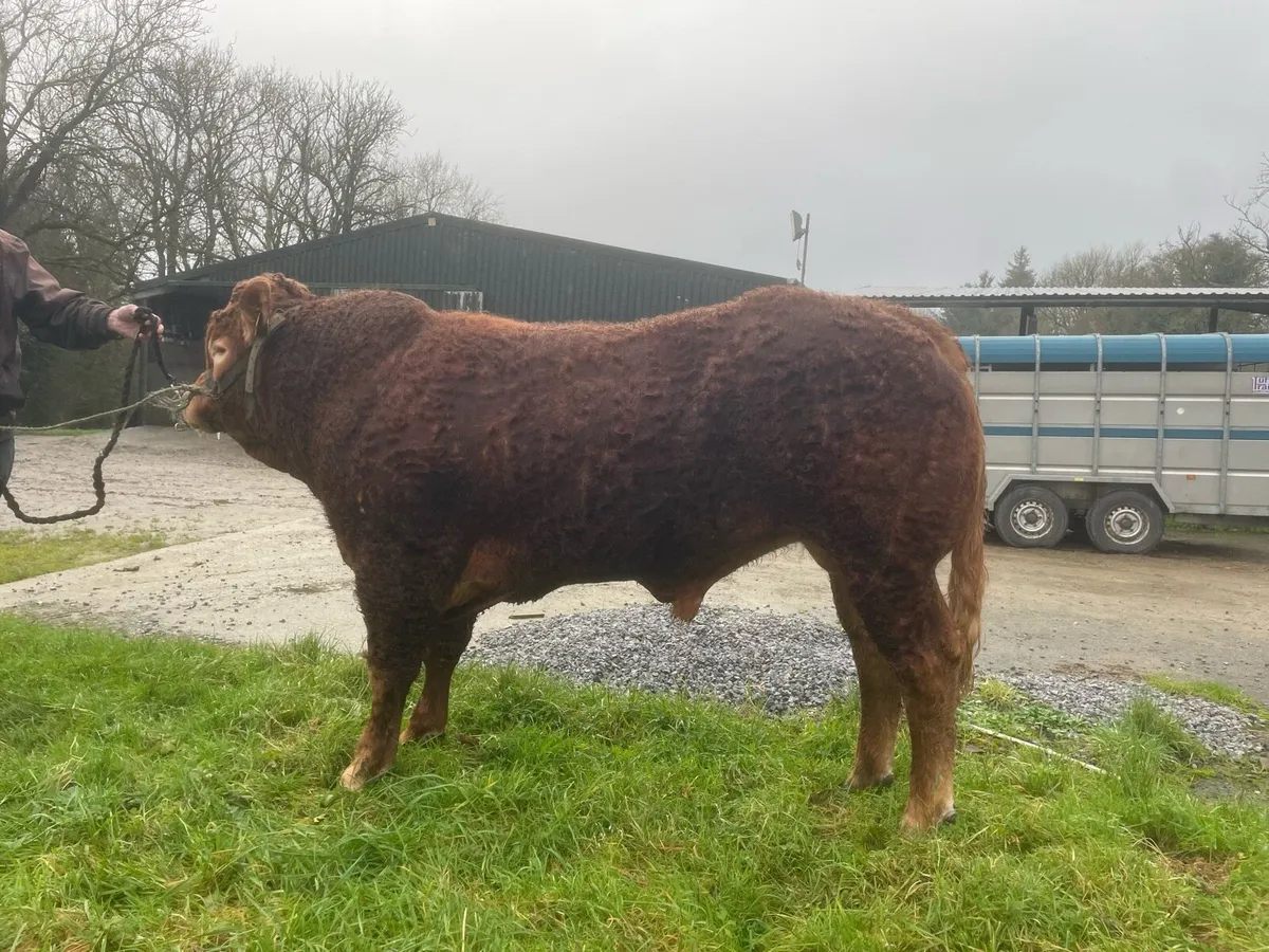 Easy Calving Limousin Bull - Image 4