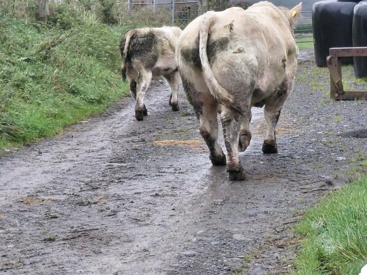 Pedigree charolais bull - Image 2