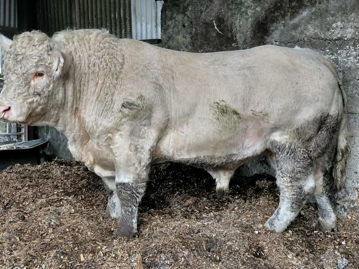 Pedigree charolais bull - Image 3